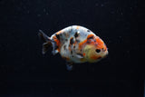 Juvenile Ranchu  Calico 3.5 Inch (ID#1203R9b-60) Free2Day SHIPPING