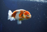 Ranchu  Calico 3.5 Inch (ID#1001R5c-76) Free2Day SHIPPING