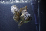 Thai Oranda  Bronze 6 Inch (ID#1105To6a-110)