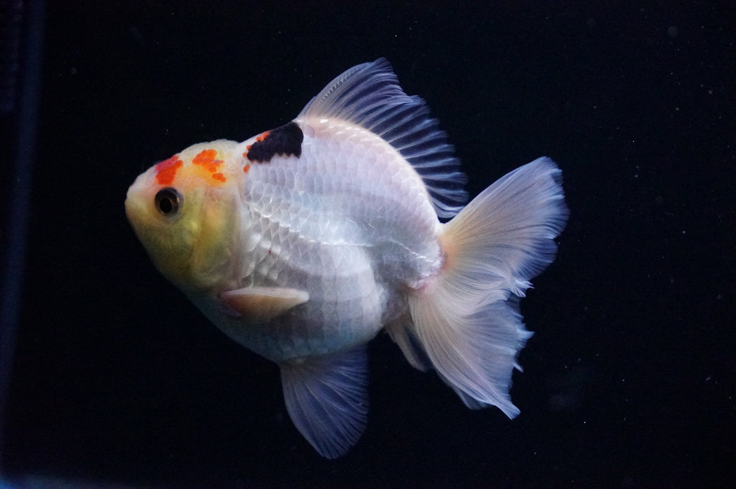 Thai Oranda  Tricolor 4 Inch (ID#1114T8a-52) Free2Day SHIPPING