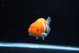 Juvenile Lionchu  Red White 3 Inch (ID#1217R11b-12) Free2Day SHIPPING