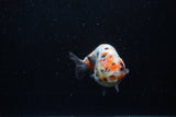 Juvenile Ranchu  Calico 3.5 Inch (ID#1203R9b-60) Free2Day SHIPPING