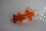 Butterfly  Red White 3.5 Inch (ID#408B8b-41) Free2Day SHIPPING