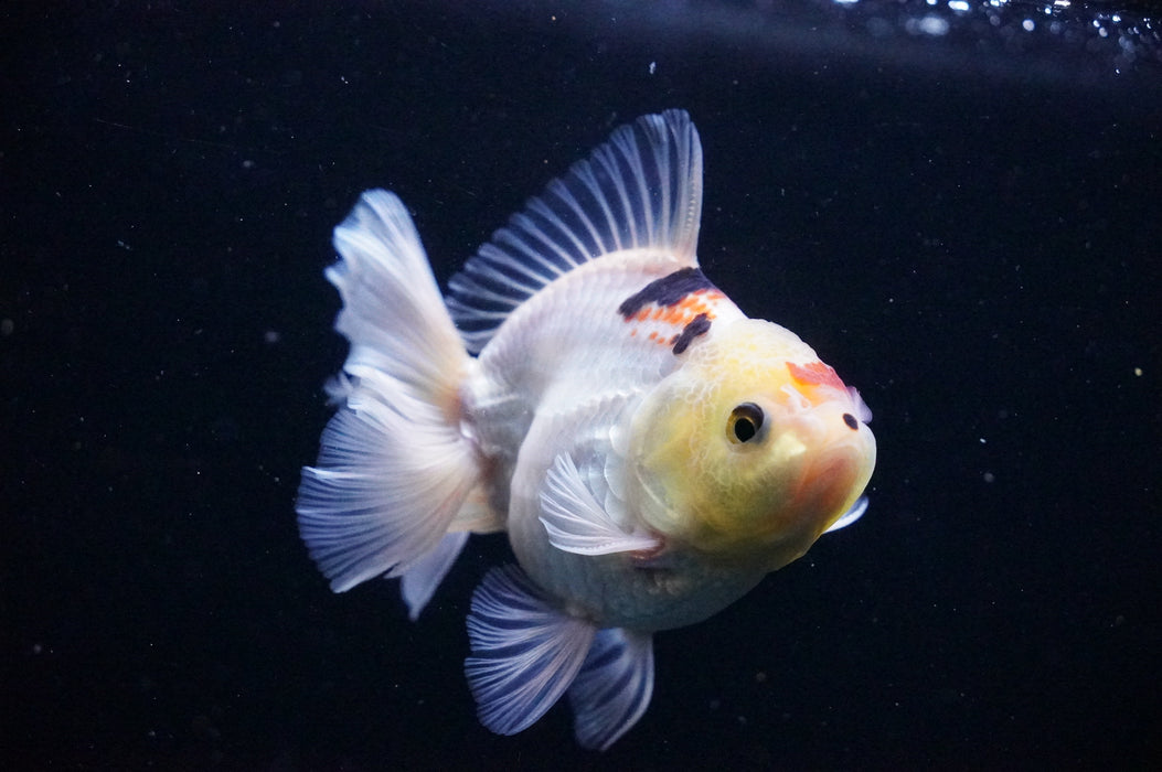 Thai Oranda  Tricolor 4 Inch (ID#1114T8a-52) Free2Day SHIPPING
