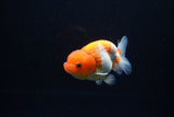 Juvenile Lionchu  Red White 3 Inch (ID#1217R11b-12) Free2Day SHIPPING