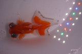 Butterfly  Red White 3.5 Inch (ID#408B8b-41) Free2Day SHIPPING