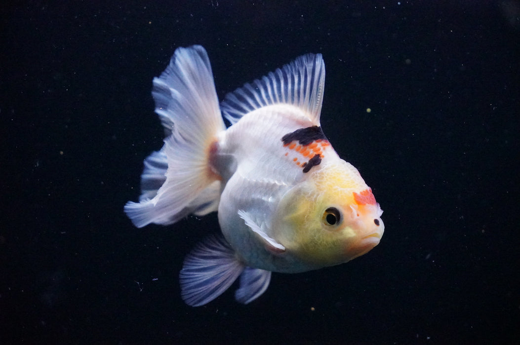 Thai Oranda  Tricolor 4 Inch (ID#1114T8a-52) Free2Day SHIPPING