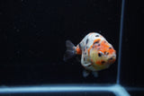 Juvenile Ranchu  Calico 3.5 Inch (ID#1203R9b-60) Free2Day SHIPPING