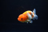 Juvenile Lionchu  Red White 3 Inch (ID#1217R11b-12) Free2Day SHIPPING