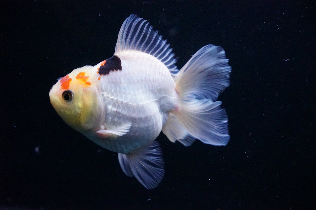 Thai Oranda  Tricolor 4 Inch (ID#1114T8a-52) Free2Day SHIPPING