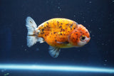 Ranchu  Calico 3.5 Inch (ID#927R5c-78) Free2Day SHIPPING