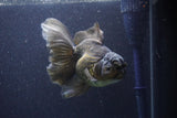 Thai Oranda  Bronze 6 Inch (ID#1105To6a-110)