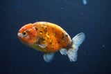 Ranchu  Calico 3.5 Inch (ID#927R5c-78) Free2Day SHIPPING