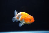 Juvenile Lionchu  Red White 3 Inch (ID#1217R11b-12) Free2Day SHIPPING