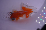 Butterfly  Red White 3.5 Inch (ID#408B8b-41) Free2Day SHIPPING