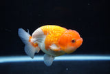 Juvenile Lionchu  Red White 3 Inch (ID#1217R11b-12) Free2Day SHIPPING