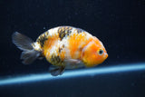 Milk Cow Ranchu  Calico 4 Inch (ID#1015R9a-69) Free2Day SHIPPING