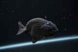 Ranchu  Black 4 Inch (ID#304R8c-65) Free2Day SHIPPING