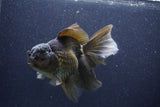 Thai Oranda  Bronze 6 Inch (ID#1105To6a-110)