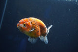 Ranchu  Calico 3.5 Inch (ID#927R5c-78) Free2Day SHIPPING