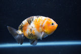 Milk Cow Ranchu  Calico 4 Inch (ID#1015R9a-69) Free2Day SHIPPING