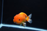 Juvenile Lionchu  Red White 3.5 Inch (ID#1217R11b-13) Free2Day SHIPPING