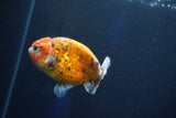 Ranchu  Calico 3.5 Inch (ID#927R5c-78) Free2Day SHIPPING