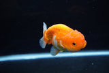 Juvenile Lionchu  Red White 3.5 Inch (ID#1217R11b-13) Free2Day SHIPPING