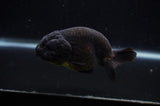 Ranchu  Black 4 Inch (ID#304R8c-65) Free2Day SHIPPING