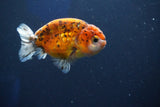 Ranchu  Calico 3.5 Inch (ID#927R5c-78) Free2Day SHIPPING