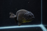 Ranchu  Black 4 Inch (ID#304R8c-65) Free2Day SHIPPING