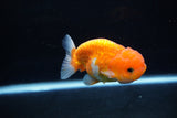 Juvenile Lionchu  Red White 3.5 Inch (ID#1217R11b-13) Free2Day SHIPPING