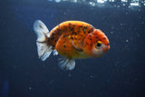 Ranchu  Calico 3.5 Inch (ID#927R5c-78) Free2Day SHIPPING