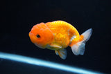 Juvenile Lionchu  Red White 3.5 Inch (ID#1217R11b-13) Free2Day SHIPPING