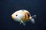 Milk Cow Ranchu  Calico 4 Inch (ID#1015R9a-69) Free2Day SHIPPING