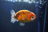 Ranchu  Calico 3.5 Inch (ID#927R5c-78) Free2Day SHIPPING