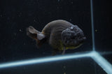 Ranchu  Black 4 Inch (ID#304R8c-65) Free2Day SHIPPING