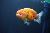 Ranchu  Calico 3.5 Inch (ID#927R5c-78) Free2Day SHIPPING