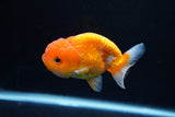 Juvenile Lionchu  Red White 3.5 Inch (ID#1217R11b-13) Free2Day SHIPPING