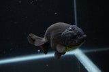 Ranchu  Black 4 Inch (ID#304R8c-65) Free2Day SHIPPING