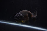 Ranchu  Black 4 Inch (ID#304R8c-65) Free2Day SHIPPING