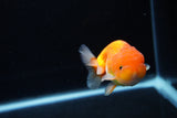 Juvenile Lionchu  Red White 3.5 Inch (ID#1217R11b-13) Free2Day SHIPPING