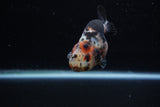 Juvenile Ranchu  Calico 3.5 Inch (ID#1203R9b-61) Free2Day SHIPPING