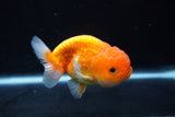 Juvenile Lionchu  Red White 3.5 Inch (ID#1217R11b-13) Free2Day SHIPPING