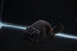 Ranchu  Black 4 Inch (ID#304R8c-65) Free2Day SHIPPING