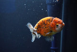 Ranchu  Calico 3.5 Inch (ID#927R5c-78) Free2Day SHIPPING