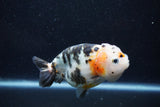 Milk Cow Ranchu  Calico 4.5 Inch (ID#1015R9a-70) Free2Day SHIPPING