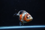 Juvenile Ranchu  Calico 3.5 Inch (ID#1203R9b-61) Free2Day SHIPPING