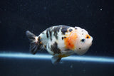 Milk Cow Ranchu  Calico 4.5 Inch (ID#1015R9a-70) Free2Day SHIPPING