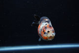 Juvenile Ranchu  Calico 3.5 Inch (ID#1203R9b-61) Free2Day SHIPPING